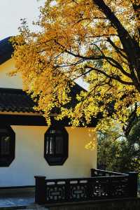 南京賞秋倒數最後10天必打卡的絕美秋色攻略