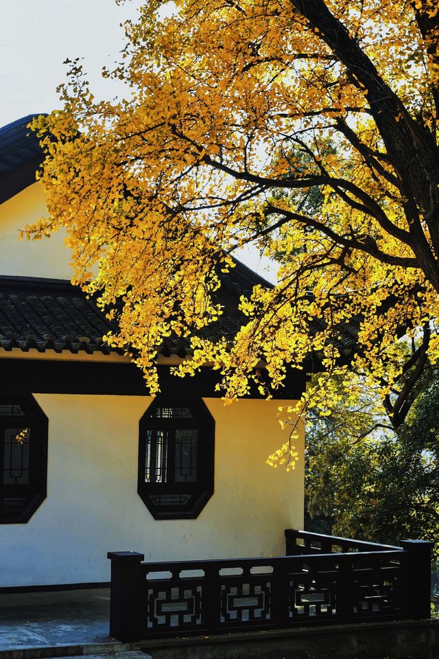 南京賞秋倒數最後10天必打卡的絕美秋色攻略 南京賞秋倒數最後10天必打卡的絕美秋色攻略