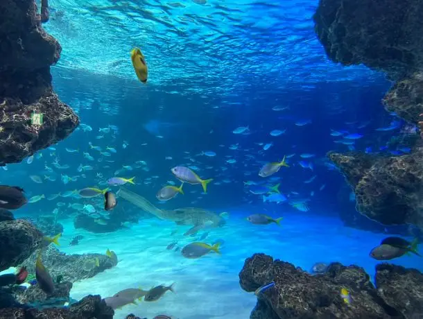 樂享！陽光水族館歡樂假期