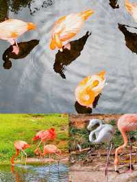 被國家地理點名!惠州大亞灣的“翡翠綠心”有多絕?