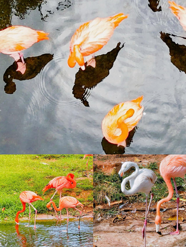 被國家地理點名!惠州大亞灣的“翡翠綠心”有多絕? 被國家地理點名!惠州大亞灣的“翡翠綠心”有多絕?