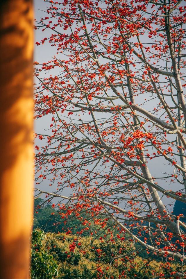 南澳古剎南山寺,木棉盛開如詩畫 南澳古剎南山寺,木棉盛開如詩畫