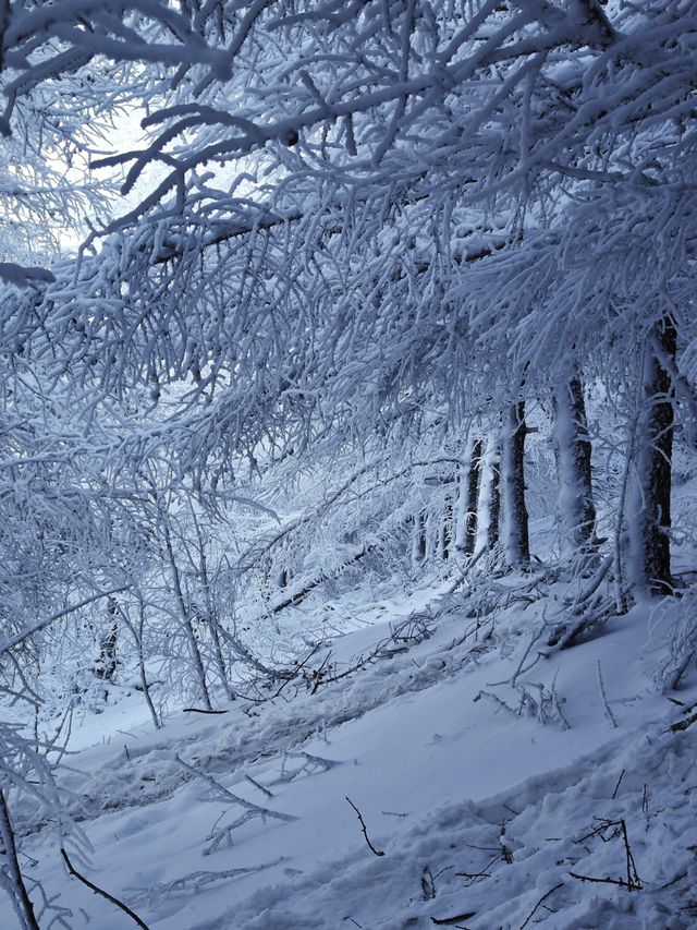 各位驢友，快來交換你們的樺皮嶺雪景圖|||樺皮嶺的