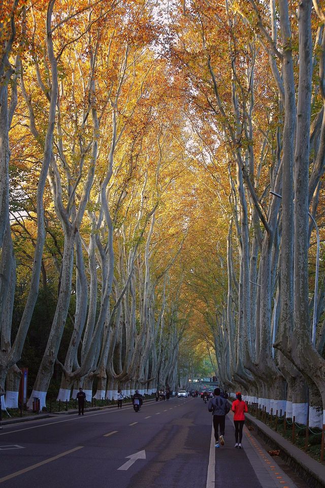 南京三天遊(秋天的尾巴) 南京三天遊(秋天的尾巴)