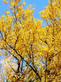 12.1實拍九溪現實版莫奈的秋日花園