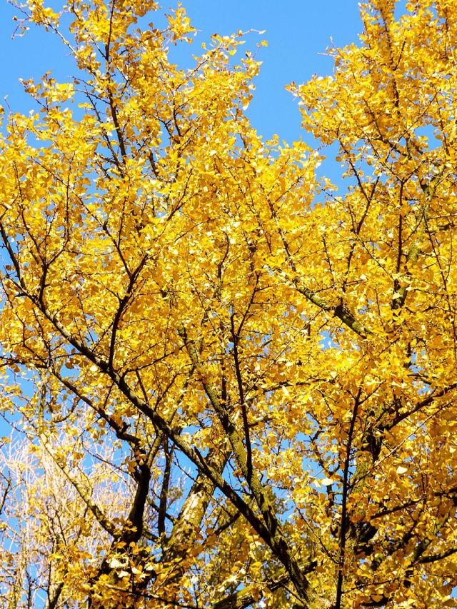 12.1實拍九溪現實版莫奈的秋日花園