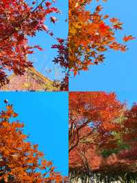 可惜你不來宜春 秋日限定打卡攻略大全