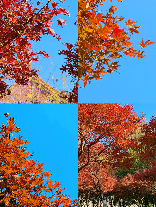 可惜你不來宜春 秋日限定打卡攻略大全