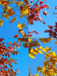 可惜你不來宜春 秋日限定打卡攻略大全