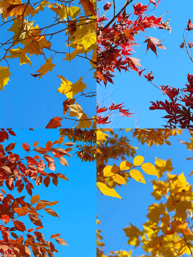 可惜你不來宜春 秋日限定打卡攻略大全