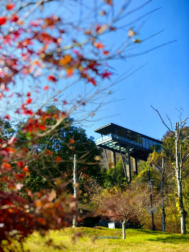 宜興神仙酒店！懸崖房+寵物友好！住到不想走