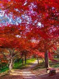 南京中山植物園紅楓觀賞指南