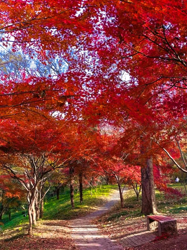 南京中山植物園紅楓觀賞指南 南京中山植物園紅楓觀賞指南