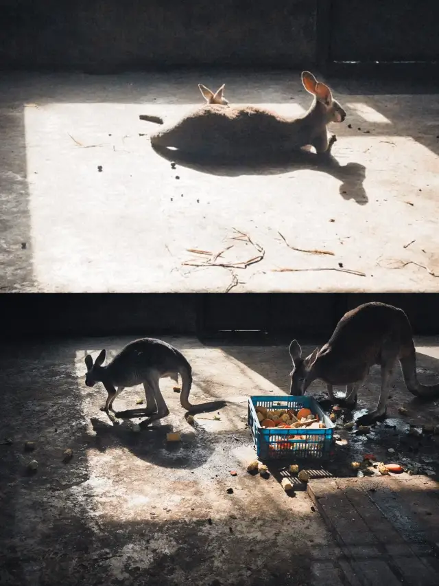 겨울에 동물원에 가는 것은 아마도 잘못된 결정일 수 있다