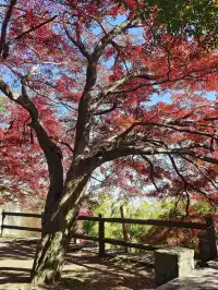 留住秋天的一百種方式之莫干山的楓葉