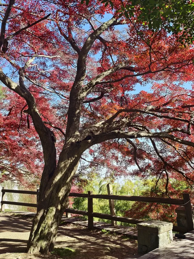 留住秋天的一百種方式之莫干山的楓葉