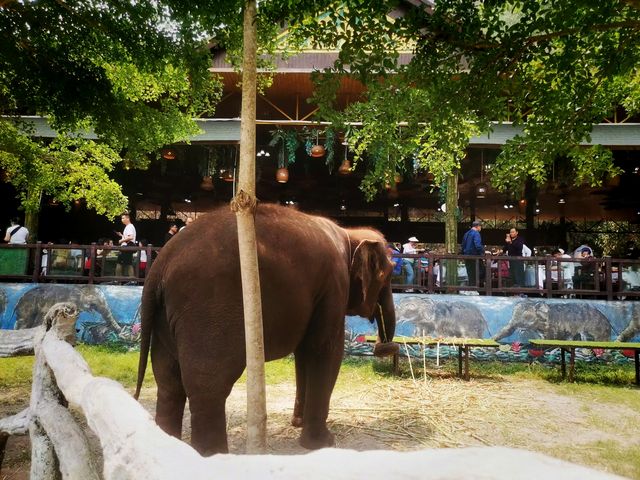 西雙版納原始森林公園