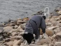 小狗和小馬一起低頭可愛鼠了！