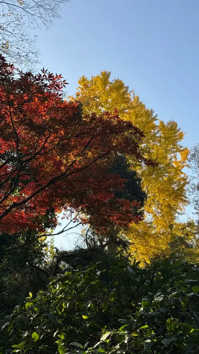 為了一棵樹來了瞻園|全屏感受金陵第一園 為了一棵樹來了瞻園|全屏感受金陵第一園
