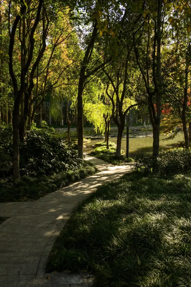 Hangzhou | Avoid the crowds and come see this stunning maple forest!