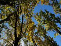 香港上學日常:在香港維園發現一處北方秋天