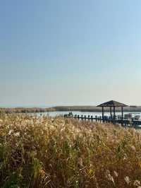 蘇州私藏秋日寶藏|太湖湖濱濕地公園,免費美到驚嘆