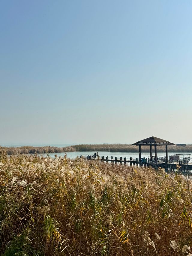 蘇州私藏秋日寶藏|太湖湖濱濕地公園,免費美到驚嘆 蘇州私藏秋日寶藏|太湖湖濱濕地公園,免費美到驚嘆