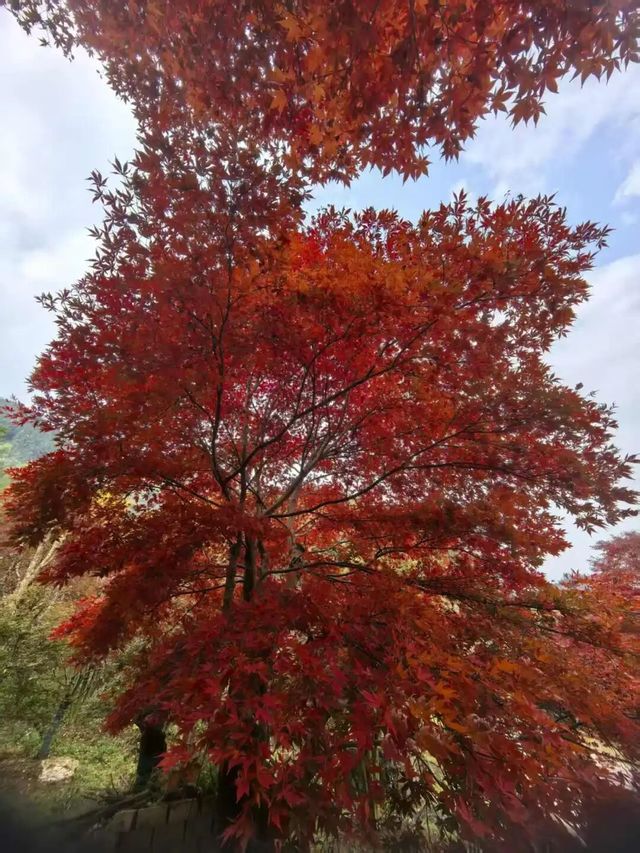 全州楓葉觀賞期開啟