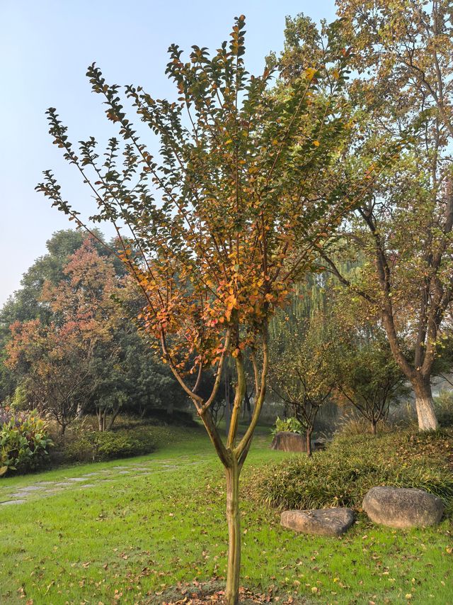 南京綠博園秋日限定藏在城市的絕美秘境 南京綠博園秋日限定藏在城市的絕美秘境