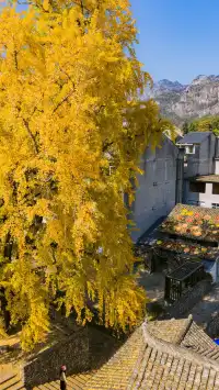 12.4實拍溫州銀杏王黃透了曬秋同框拍照