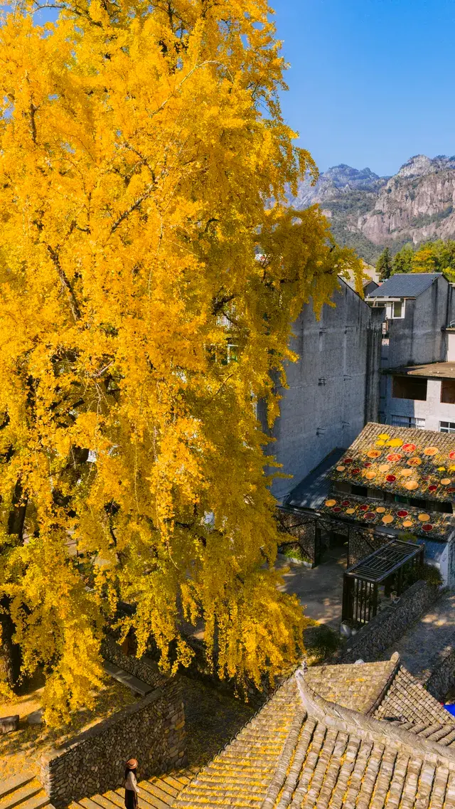 12.4實拍溫州銀杏王黃透了曬秋同框拍照 12.4實拍溫州銀杏王黃透了曬秋同框拍照