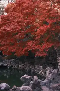 何園的雞爪槭，已經進入「高光時刻」