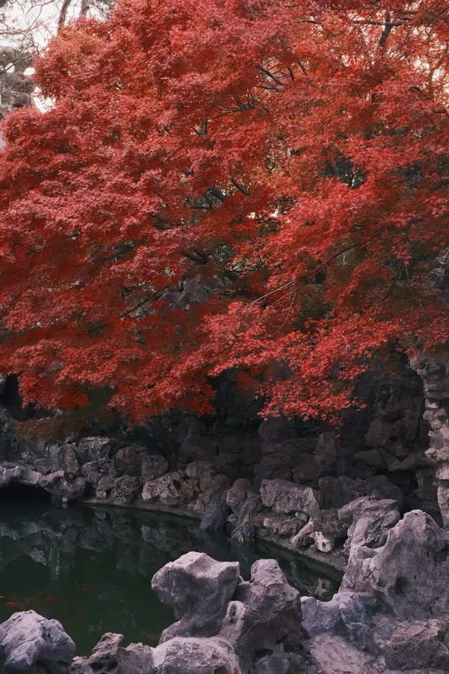 何園的雞爪槭，已經進入「高光時刻」