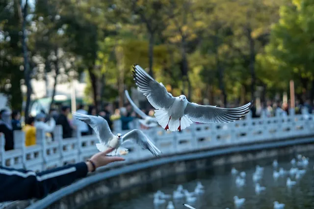 如果冬天只想去一個城市,那就是昆明 如果冬天只想去一個城市,那就是昆明