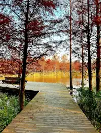 預警三林濱江落羽杉即將紅透，最佳觀賞期