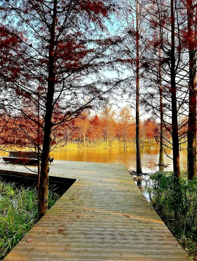 預警三林濱江落羽杉即將紅透，最佳觀賞期