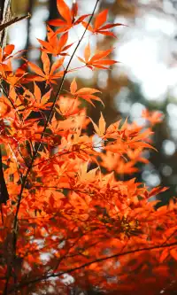 武漢東湖邊藏了個金色+鏽紅色的油畫秋天