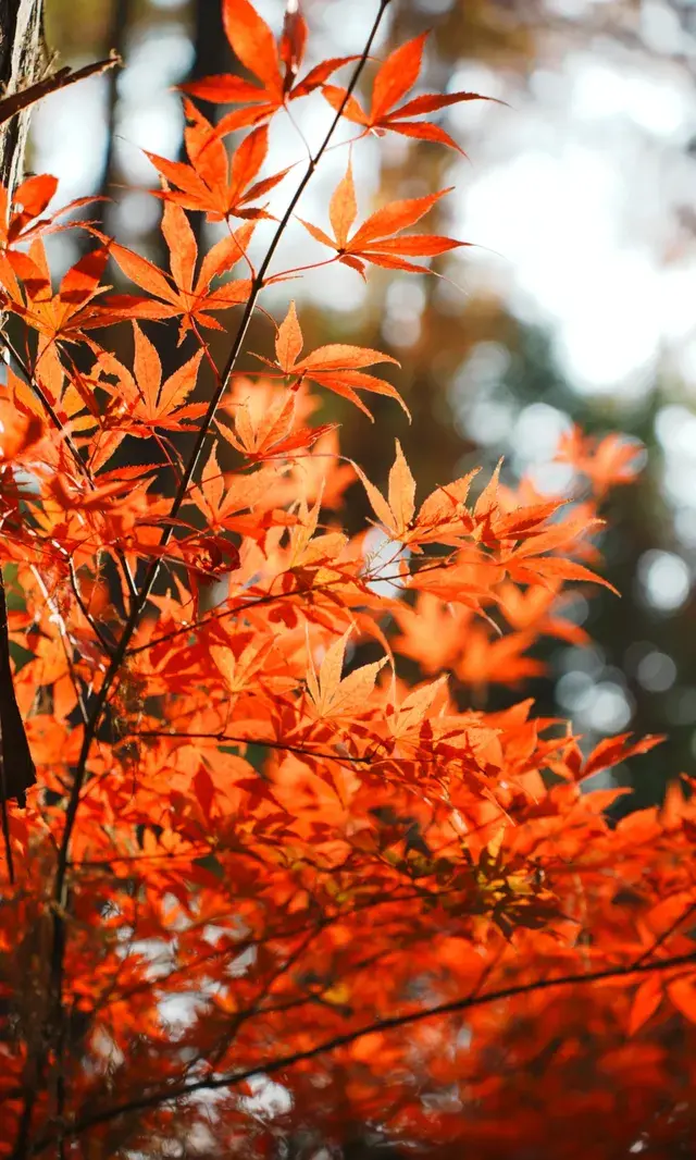 武漢東湖邊藏了個金色+鏽紅色的油畫秋天 武漢東湖邊藏了個金色+鏽紅色的油畫秋天