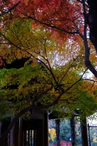 真的會反覆愛上玄武湖的深秋