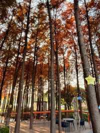 上海初冬限定浪漫|碳路者公園4點光影落羽杉