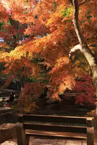 12.3|虞山紅楓進度99% (附路線圖