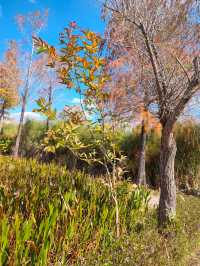 普洱小眾打卡地闖入熱帶雨林的秋日祕境