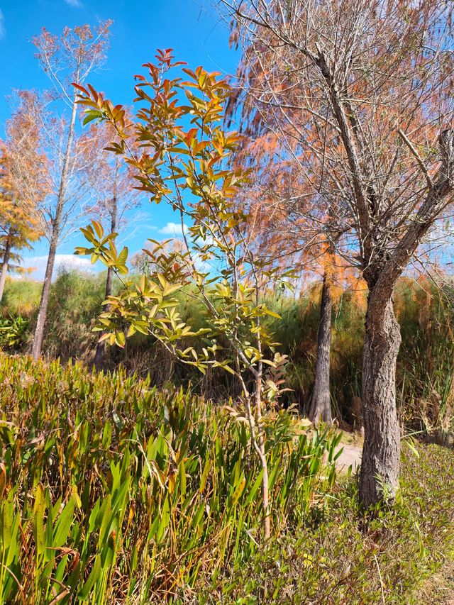 普洱小眾打卡地闖入熱帶雨林的秋日祕境 普洱小眾打卡地闖入熱帶雨林的秋日祕境