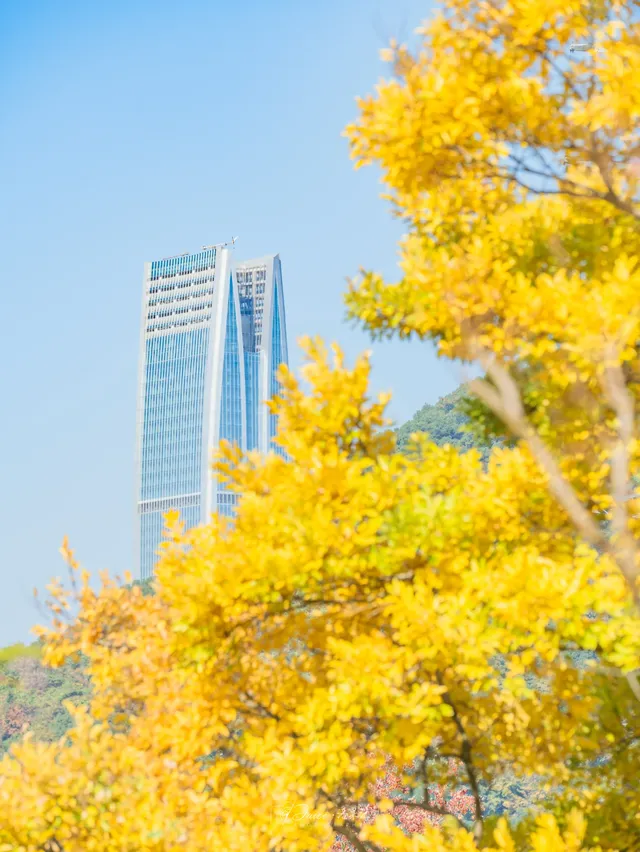 不用去皖南!溫嶺市區藏了個「秋日童話」 不用去皖南!溫嶺市區藏了個「秋日童話」