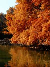 上海版「阿勒泰」｜水杉林美到窒息