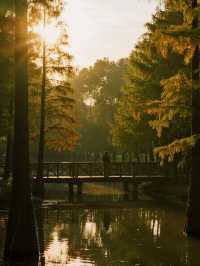 12月實況！上海這片水上森林，娃看呆了