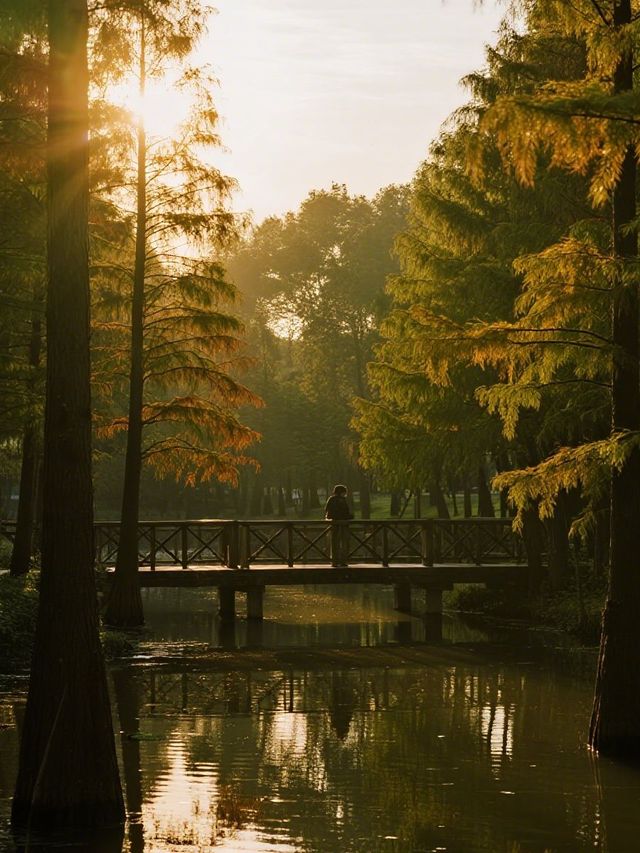 12月實況！上海這片水上森林，娃看呆了