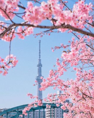 舊中川櫻花限定浪漫！電車×晴空塔×河津櫻同框絕了