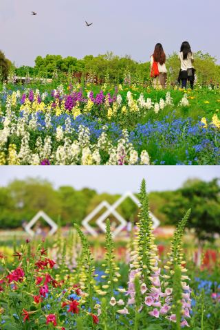 寧波植物園がモネの庭園に変身、美しさが炸裂