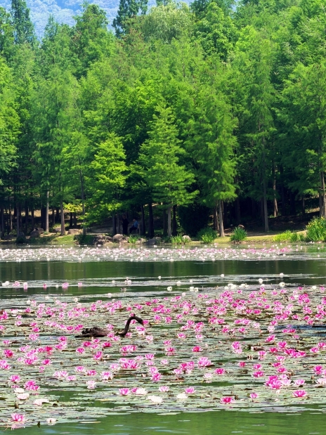 南京燕雀湖の睡蓮｜実写・モネの後庭園ガイド🪷 | Trip.com 南京